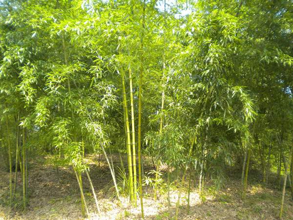 「黃槽竹」最新黃槽竹_價(jià)格_圖片_產(chǎn)地報(bào)價(jià)表-江蘇沭陽長景園林苗木場