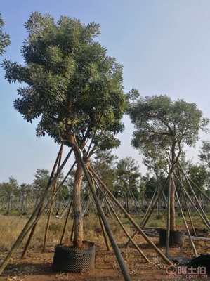【全冠香樟袋苗供應、種植基地直銷、價格實惠】綠化苗木,價格,廠家,供應商,花木,龍海市東泗興輝園藝場 - 產(chǎn)品庫