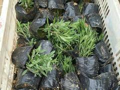 專業(yè)種植熏衣草--濰坊品質(zhì)好的熏衣草&middot;廠家直銷圖片|專業(yè)種植熏衣草--濰坊品質(zhì)好的熏衣草&middot;廠家直銷產(chǎn)品圖片由青州市洺瑜花卉苗木家庭農(nóng)場(chǎng)公司生產(chǎn)提供-