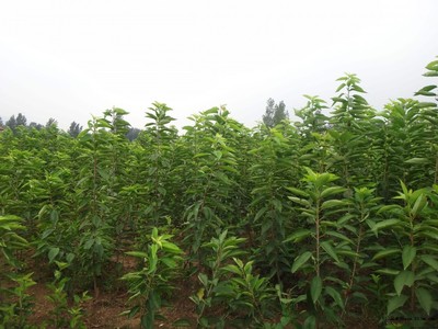 梨樹圖片|苗木|苗木圖庫(kù)|597苗木網(wǎng)