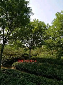 恭喜萬順苗木種植園入駐苗木通平臺 只做優(yōu)質(zhì)苗木
