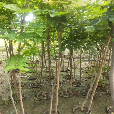 紫藤產業：廠家直銷、生產基地與園林綠化的完美結合